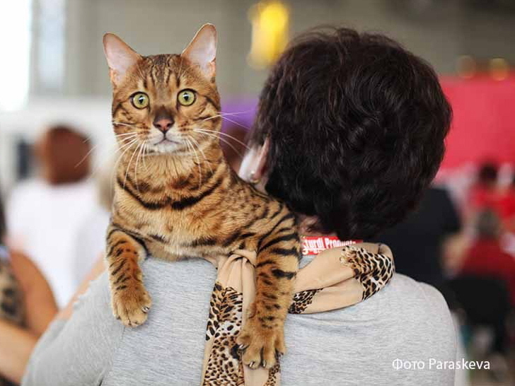 Характер бенгалов - Питомник бенгальских кошек Big Marshal (Москва)