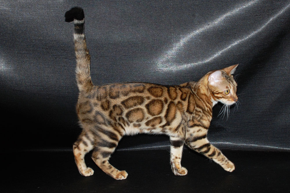 Бенгальская кошка