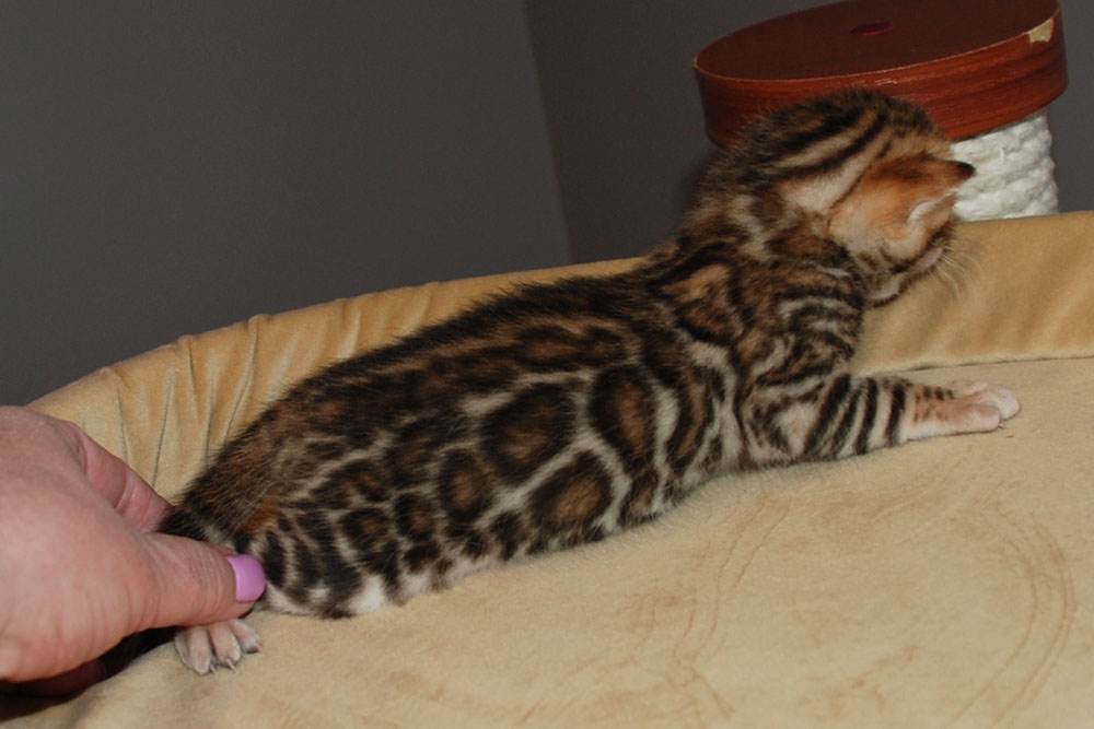 Бенгальский котенок