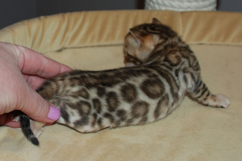 Бенгальский котенок