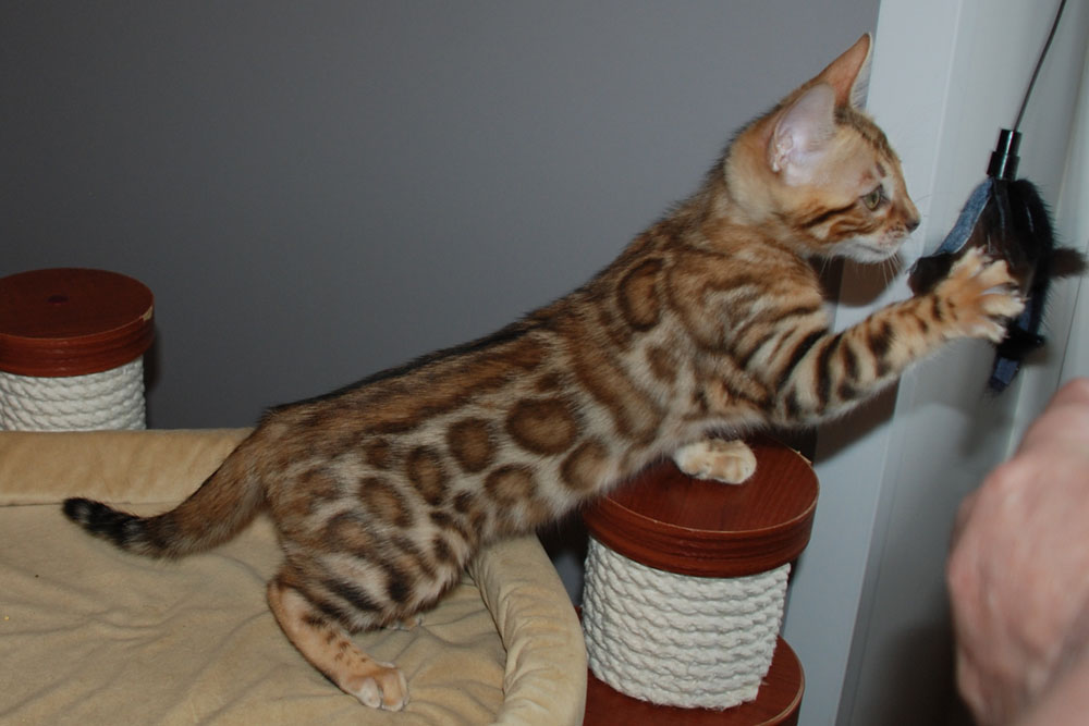 Бенгальский котенок