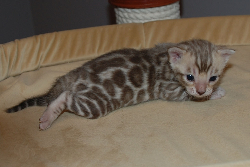 Бенгальский котенок