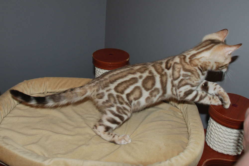 Бенгальский котенок