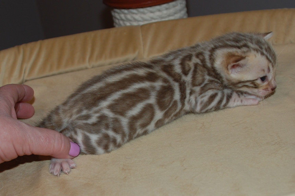 Бенгальский котенок