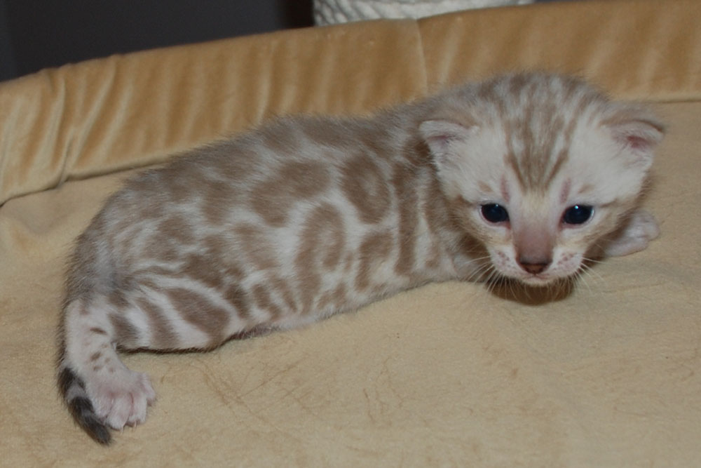 Бенгальский котенок