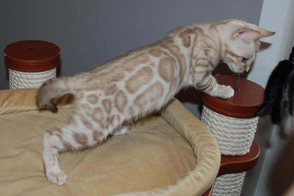 Бенгальский котенок