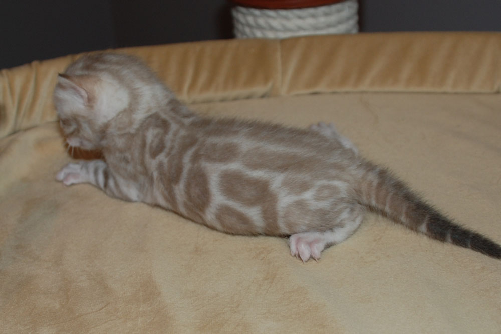 Бенгальский котенок