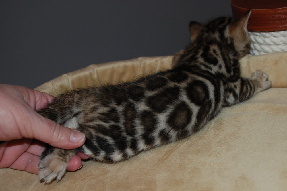 Бенгальский котенок