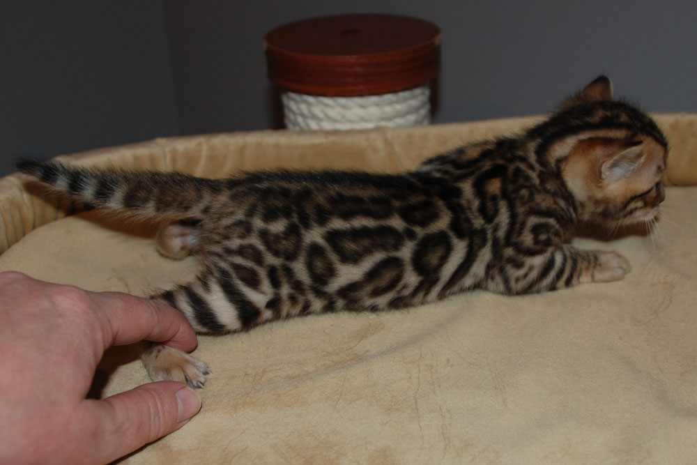 Бенгальский котенок