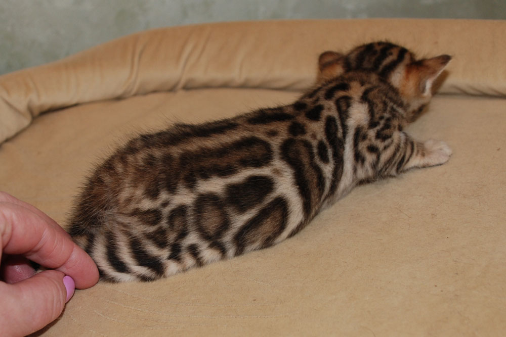 Бенгальский котенок