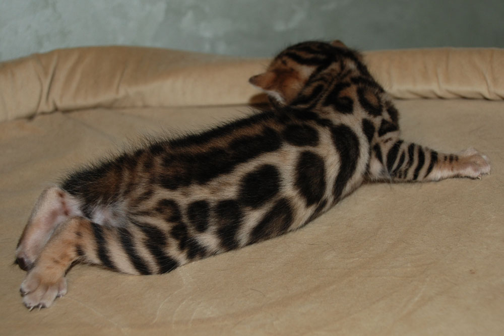 Бенгальский котенок