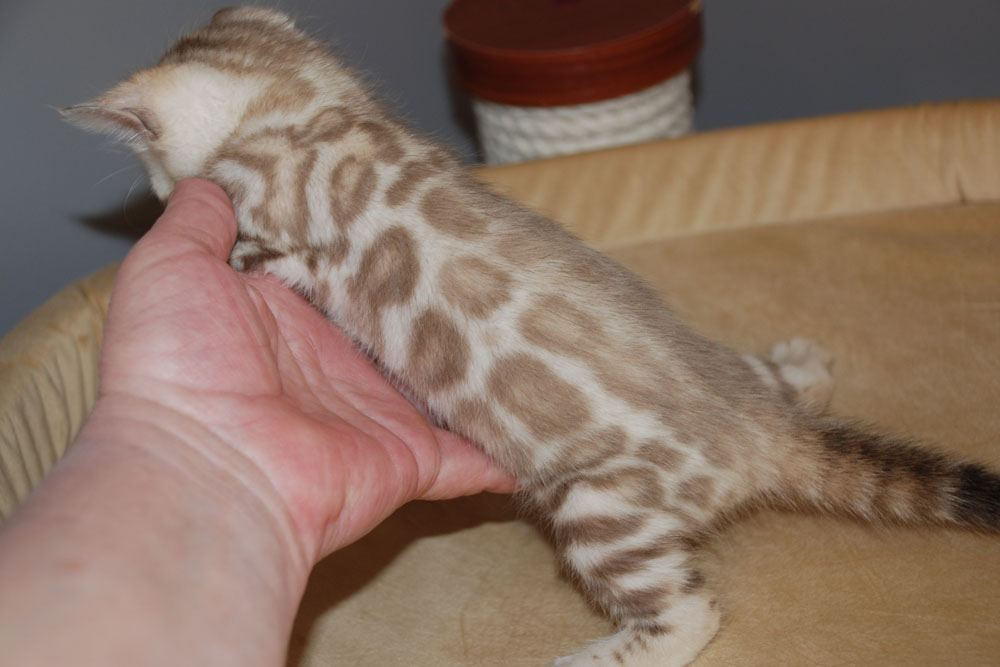 Бенгальский котенок