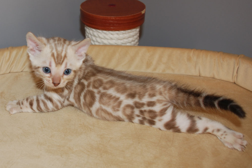 Бенгальский котенок