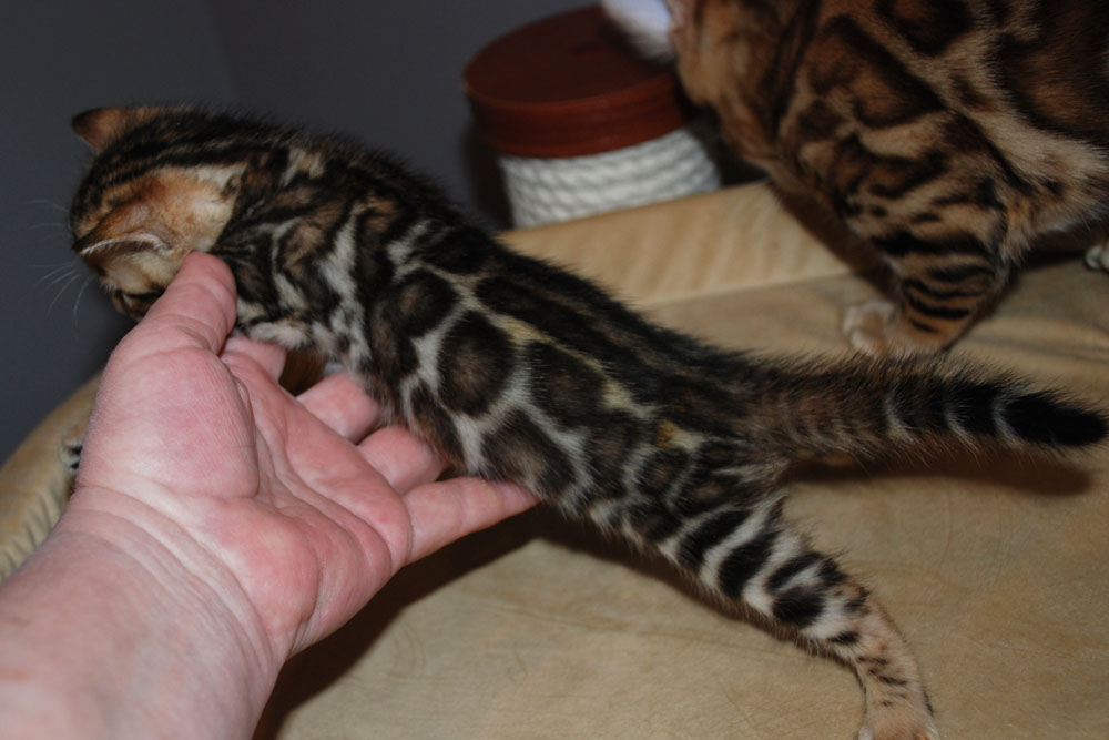 Бенгальский котенок