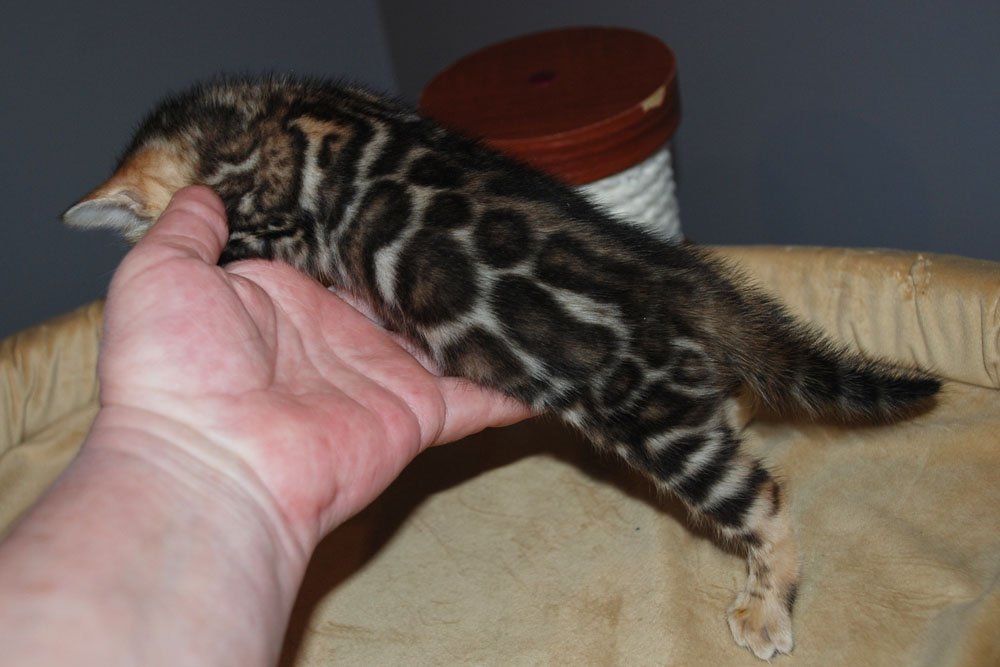 Бенгальский котенок