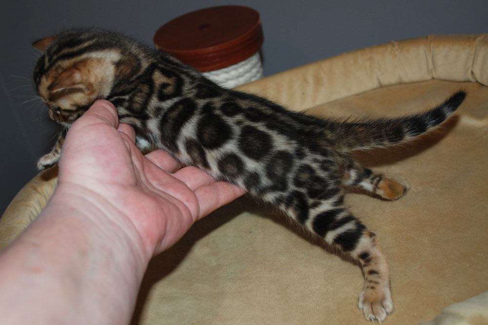 Бенгальский котенок