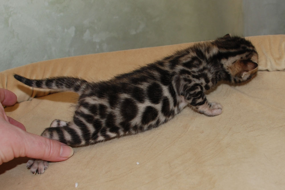 Бенгальский котенок