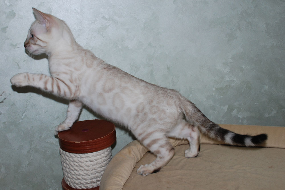 Бенгальский котенок