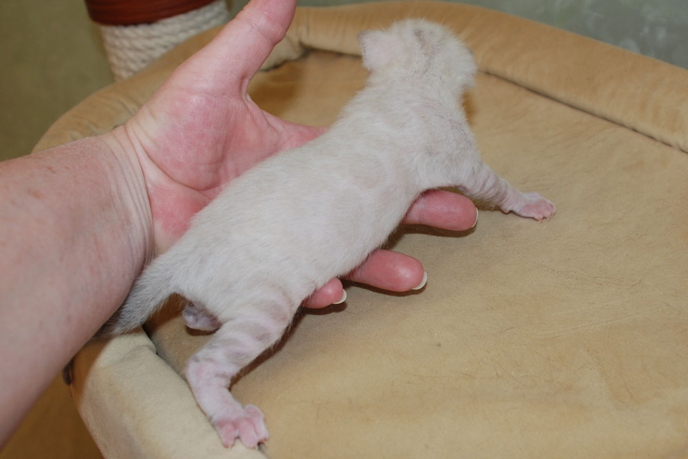 Бенгальский котенок