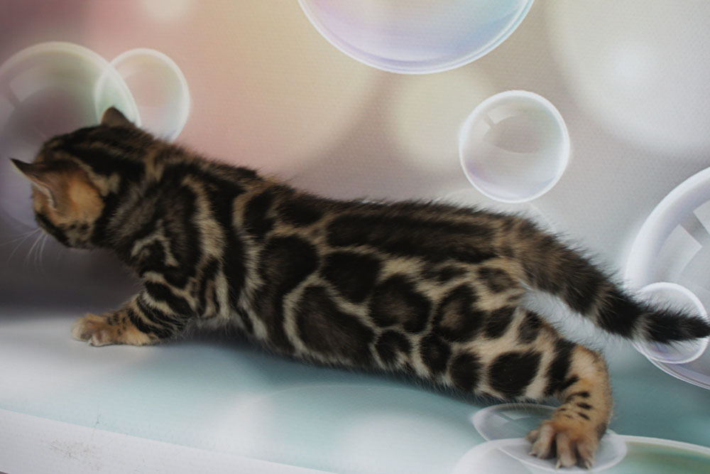 Бенгальский котенок