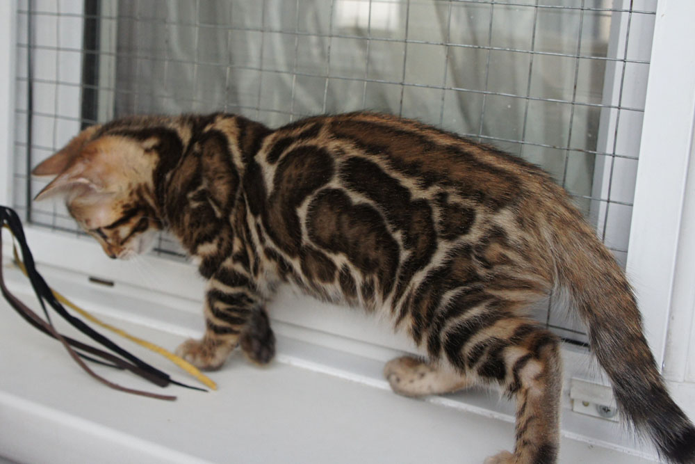 Бенгальский котенок