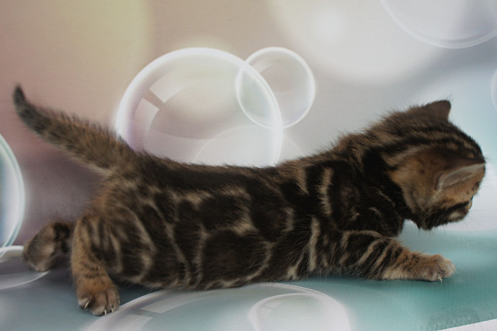 Бенгальский котенок