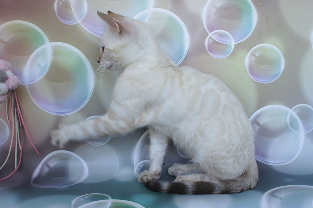 Бенгальский котенок