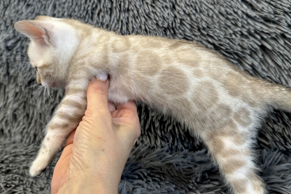 Бенгальский котенок
