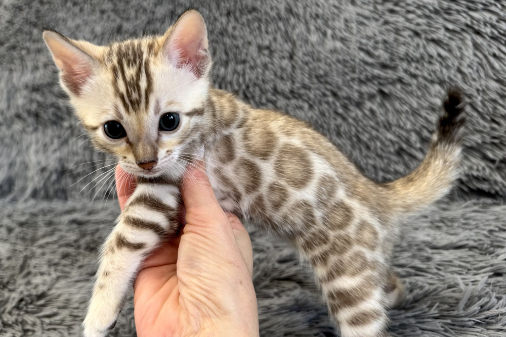 Бенгальский котенок