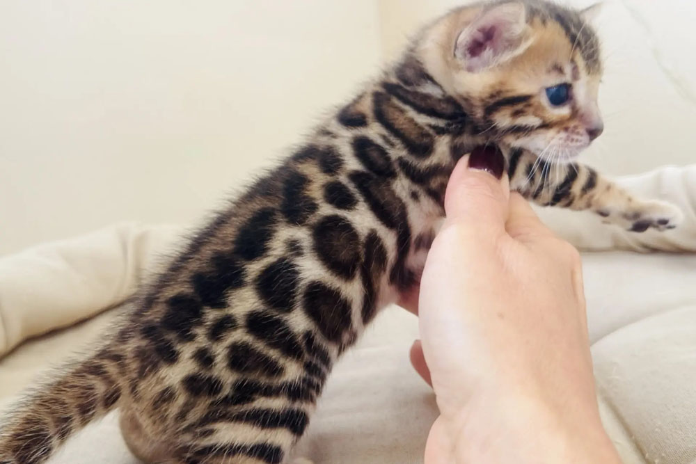 Бенгальский котенок