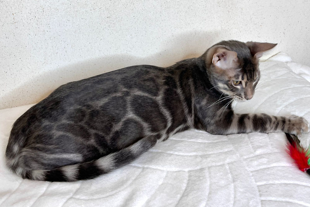 Бенгальский котенок