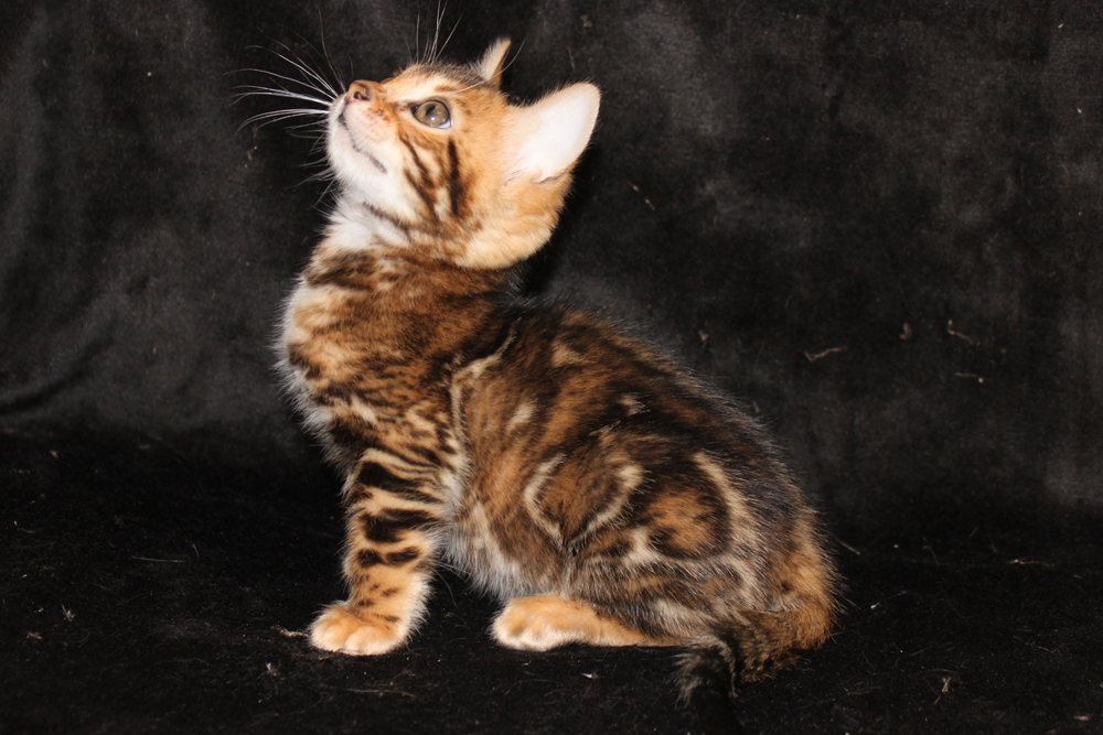 Бенгальский котенок