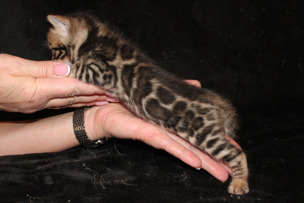 Бенгальский котенок