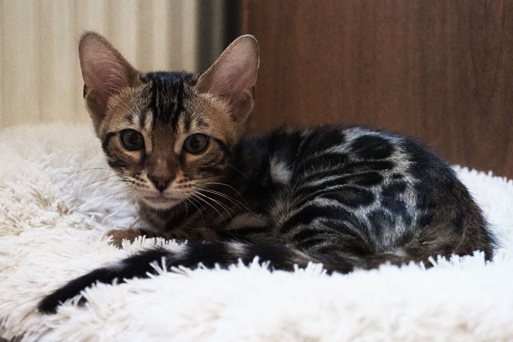 Бенгальский котенок