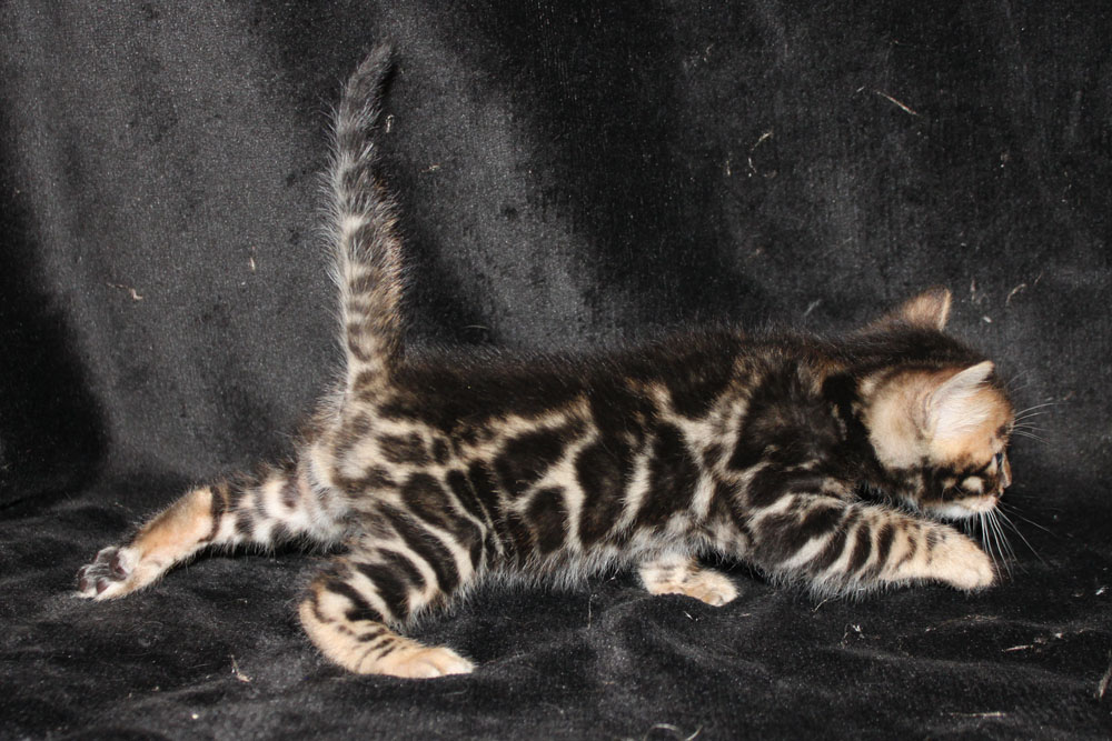 Бенгальский котенок
