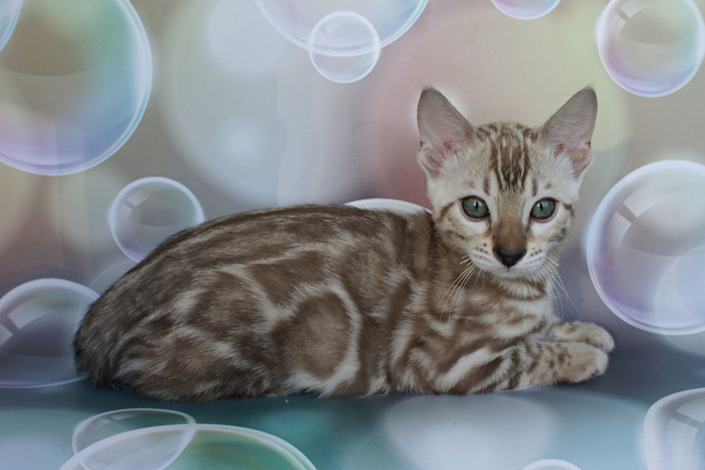 Бенгальский котенок