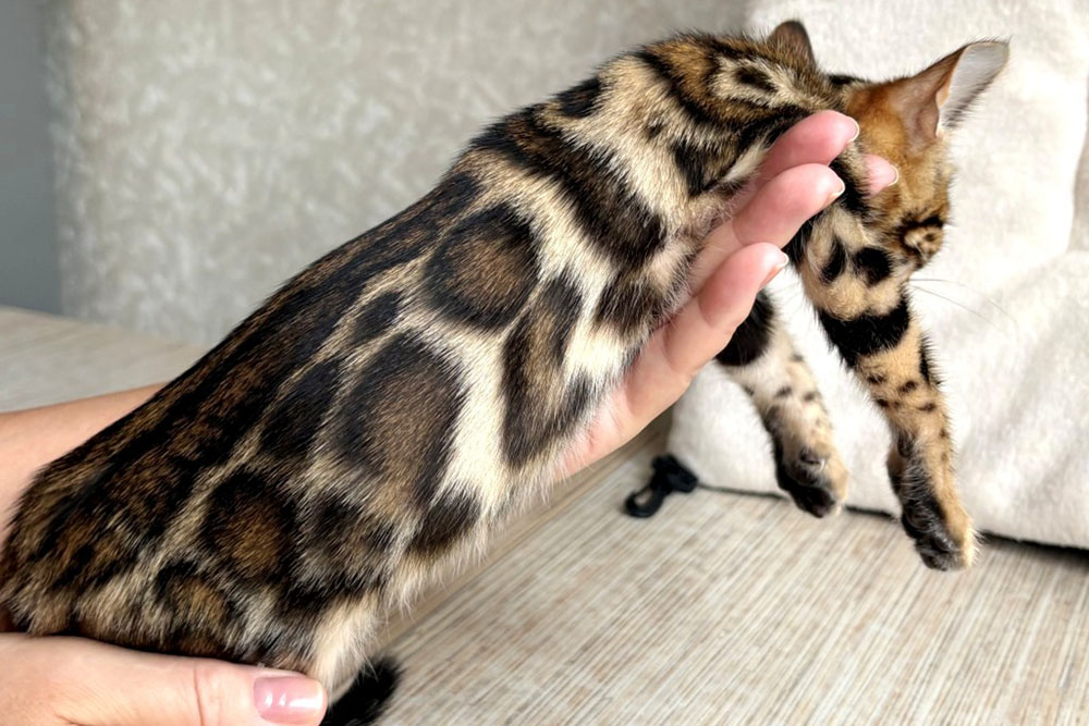 Бенгальский котенок