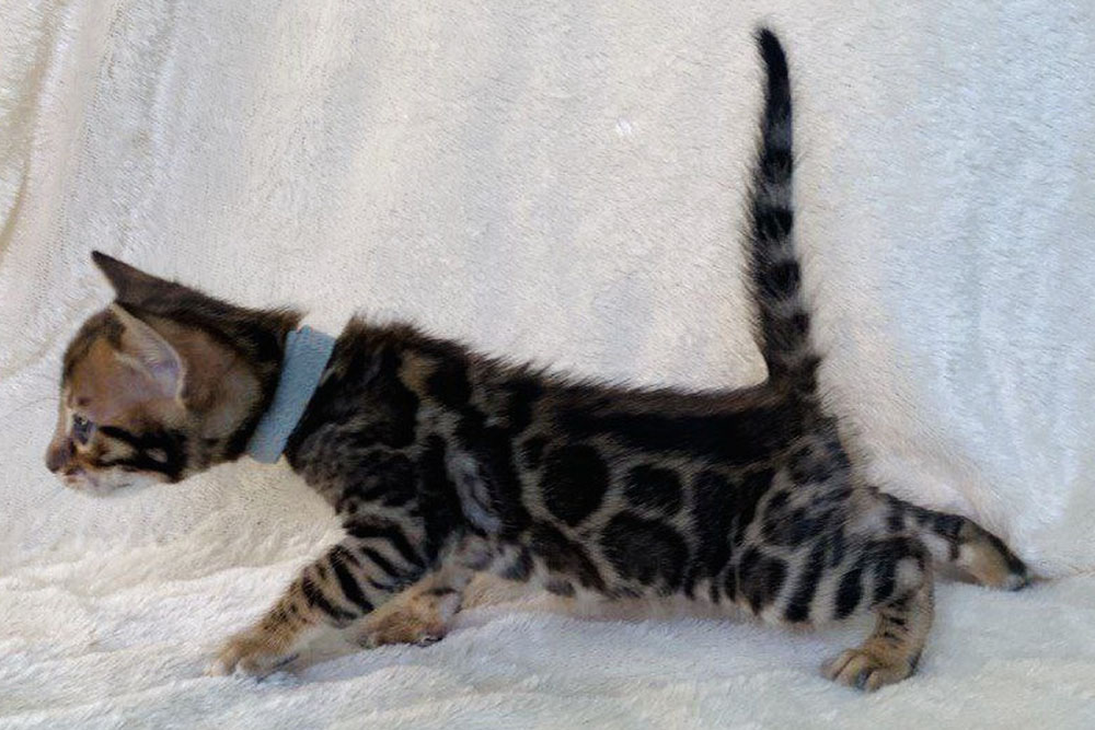 Бенгальский котенок