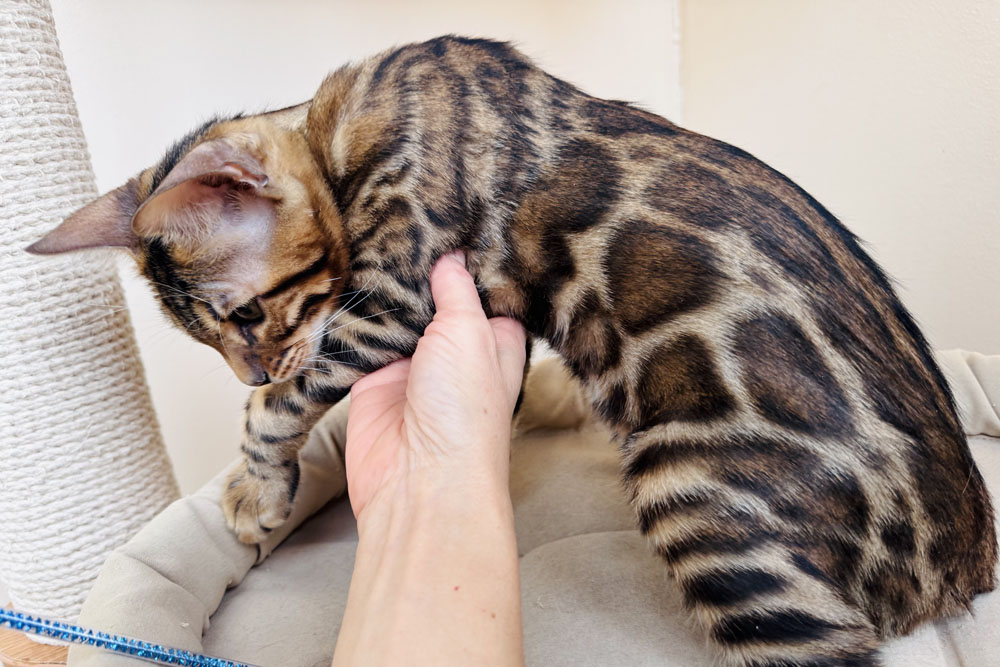 Бенгальский котенок