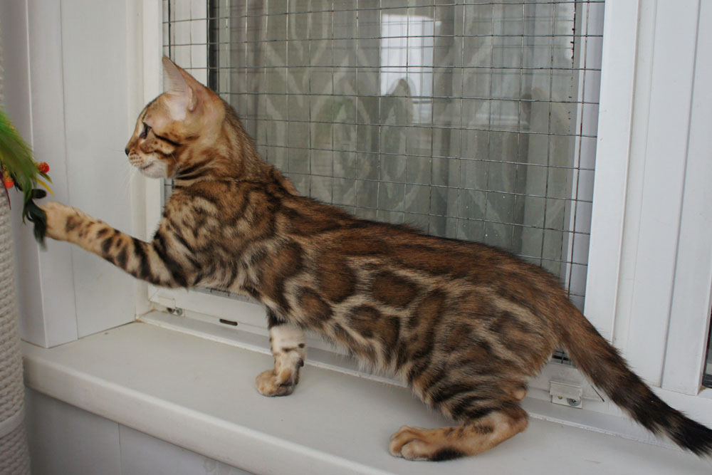Бенгальский котенок