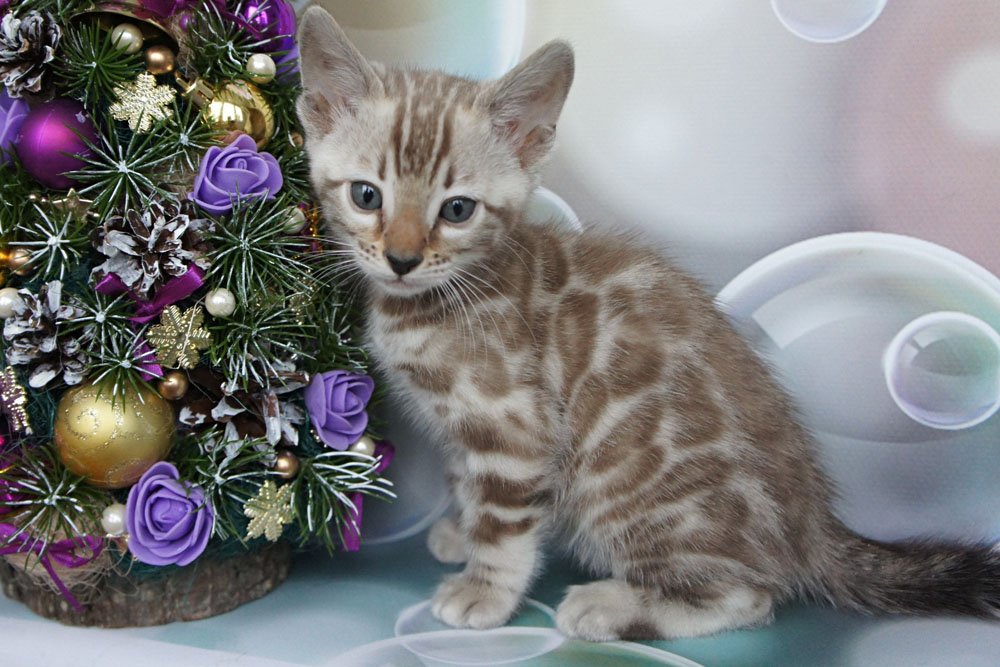Бенгальский котенок