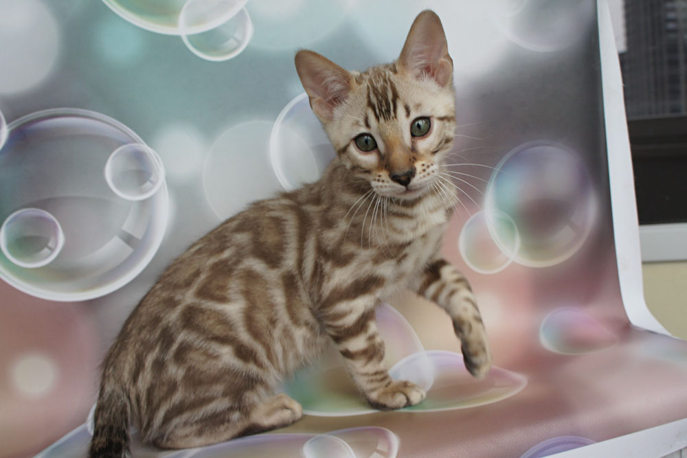 Бенгальский котенок