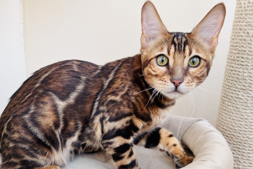 Бенгальский котенок