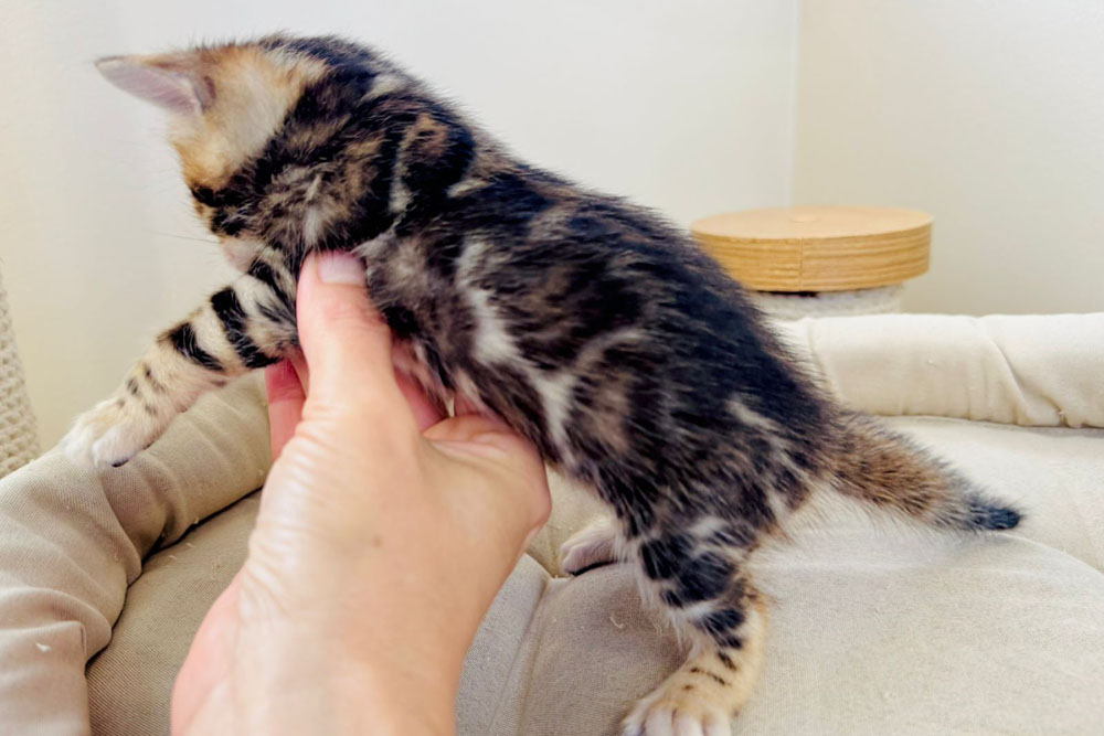 Бенгальский котенок
