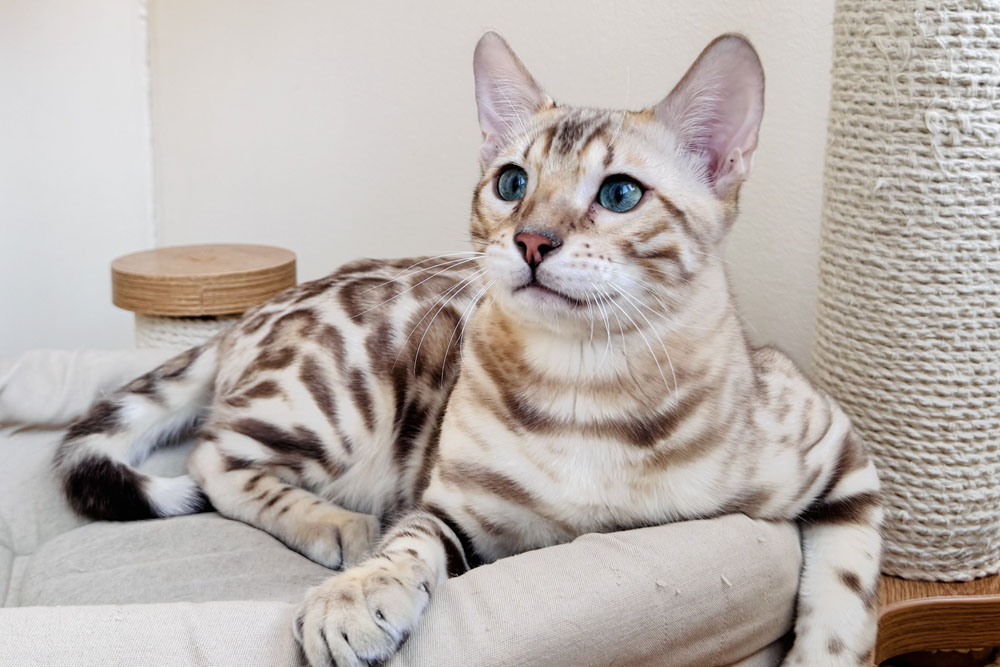 Бенгальский котенок