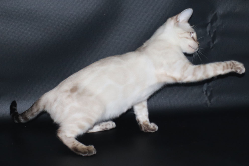 Бенгальский котенок