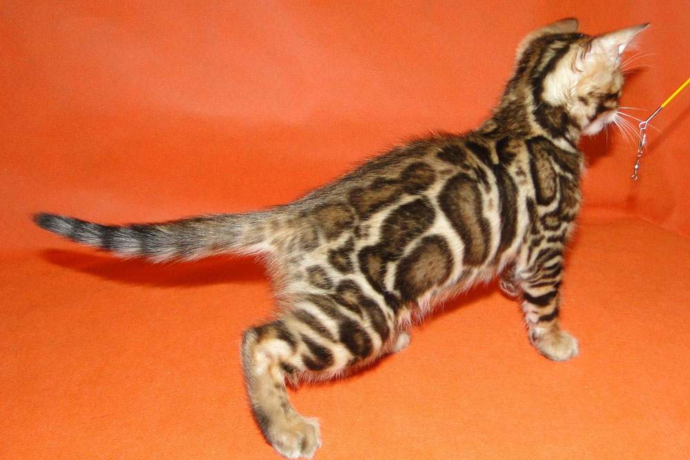 Бенгальский котенок