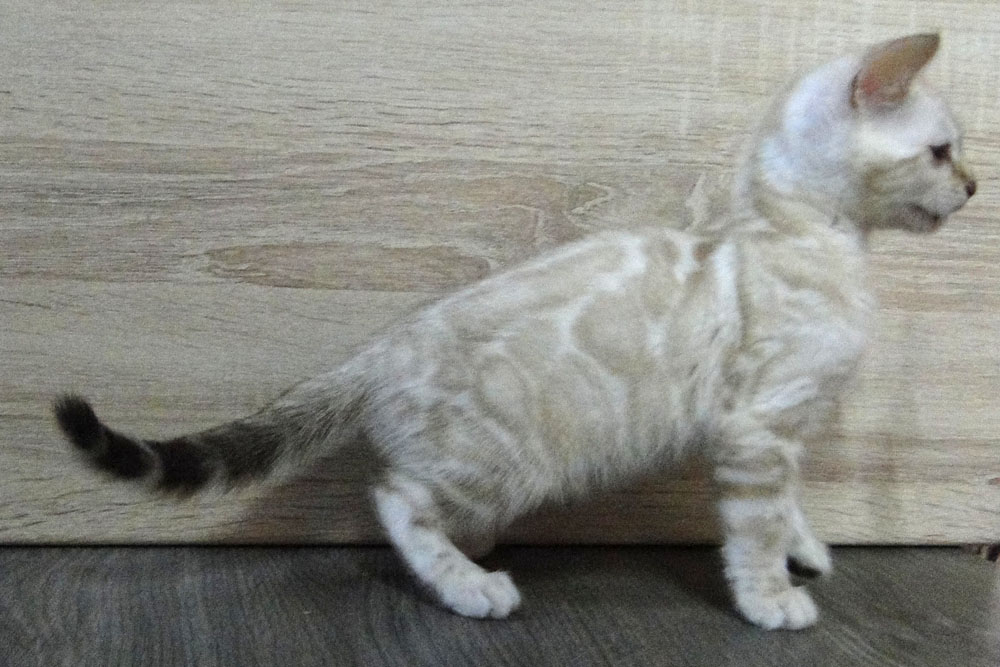 Бенгальский котенок