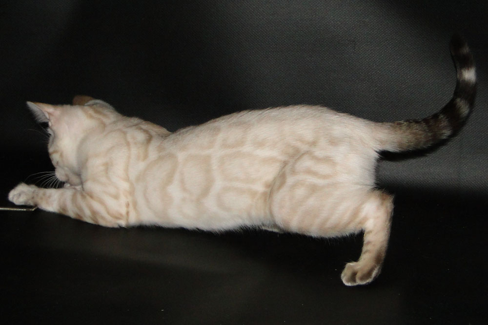 Бенгальский котенок