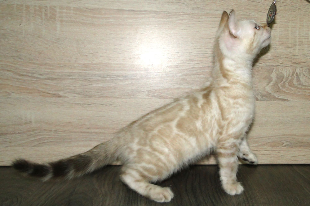 Бенгальский котенок